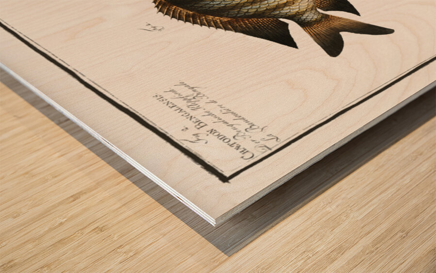 1. Chaetodon Mauritii 2. Chaetodon Bengalensis Wood print