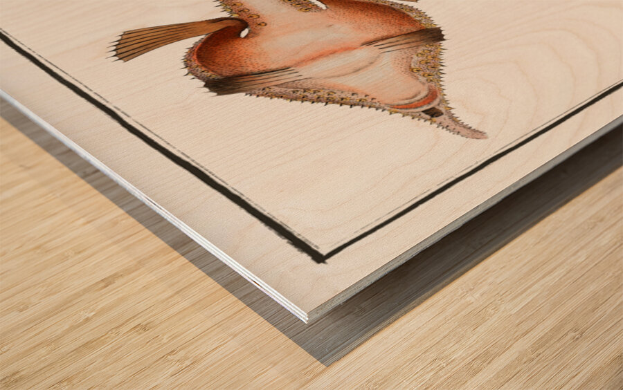 Sea Bat Lophius Vespertilio Wood print