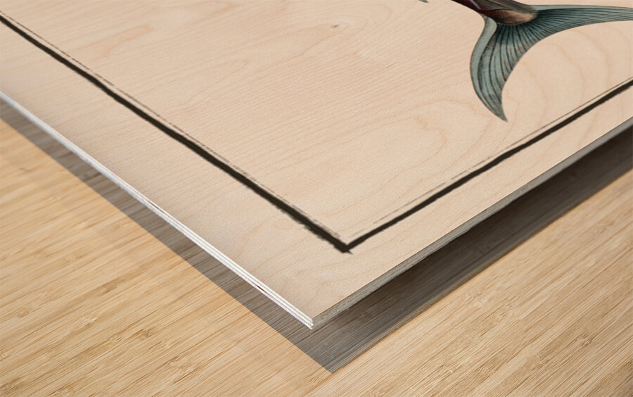 Sword Fish Xiphias Gladius Wood print