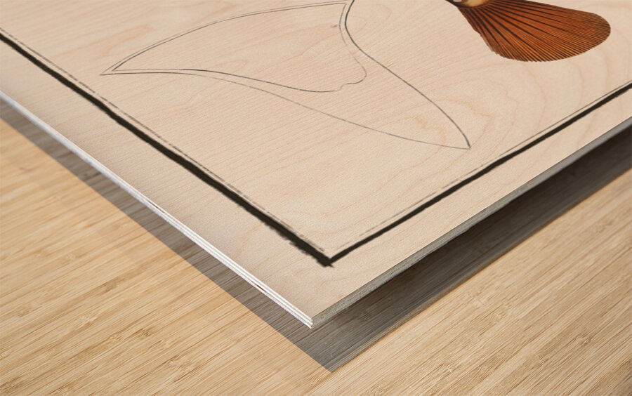 Trunck-fish Ostracion Triqueter Wood print