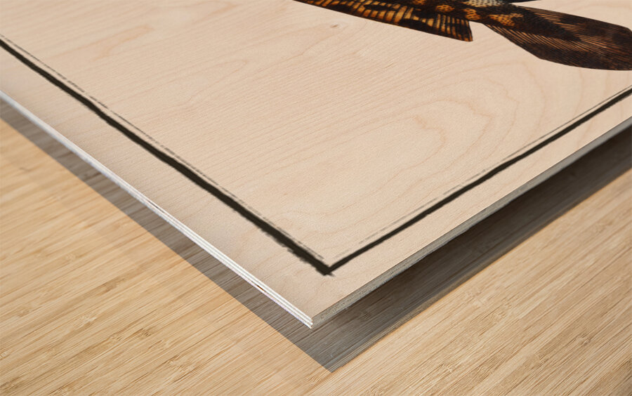 Burbot Gadus Lota Wood print