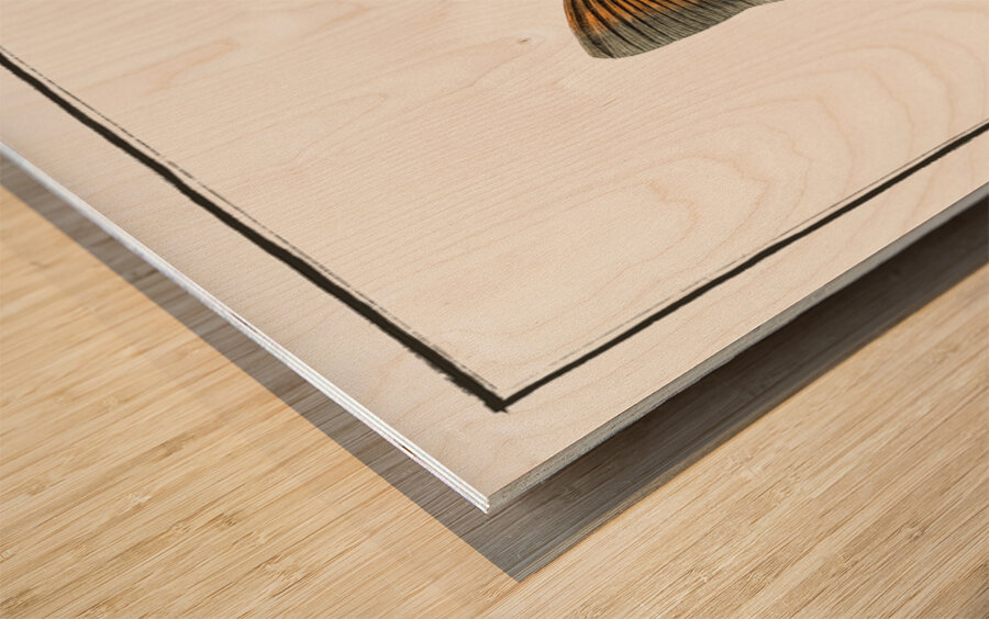 Crucian Cyprinus Carassius Wood print