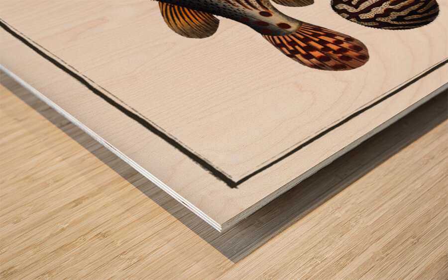 Striped Globe Tetrodon leneatus Impression sur bois