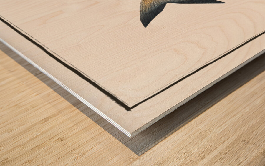 Stromateus Paru Wood print