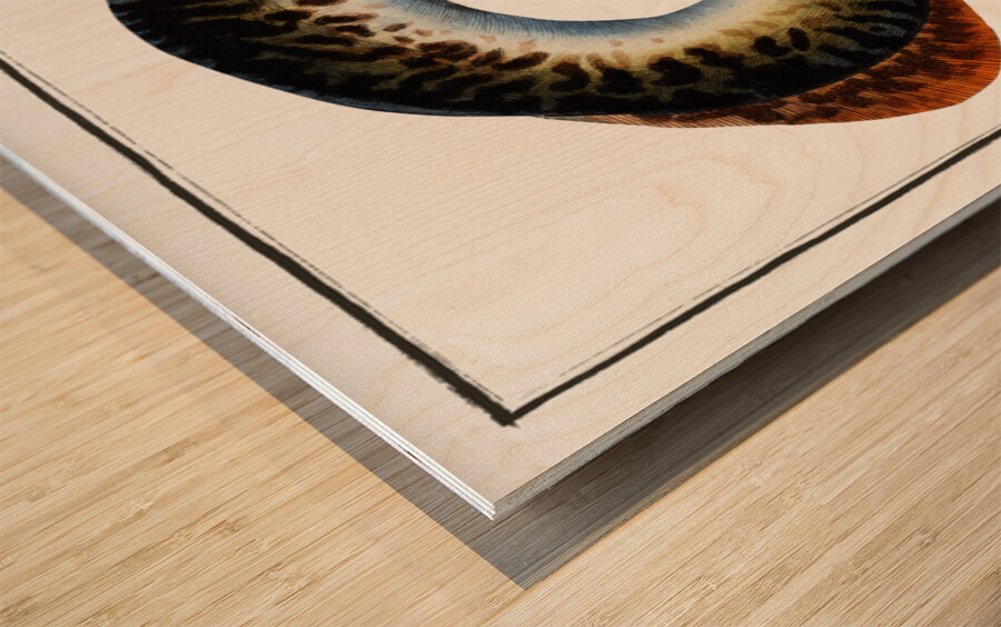 Lamprey Petromizon marinus Wood print