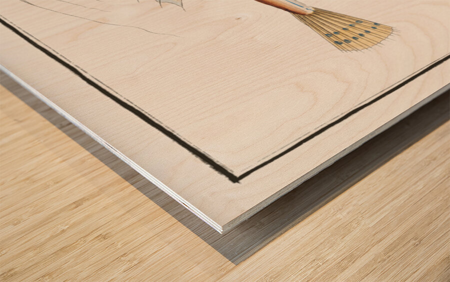 Gemmeous Dragonet Callionymus Lyra Wood print