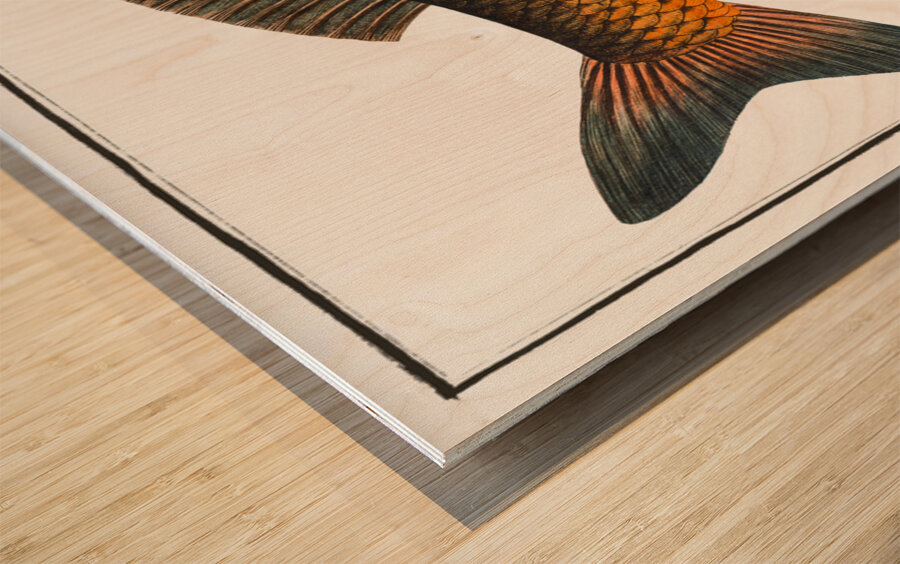 Carp Cyprinus Carpio Wood print