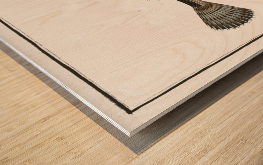 Cottus scaber Wood print