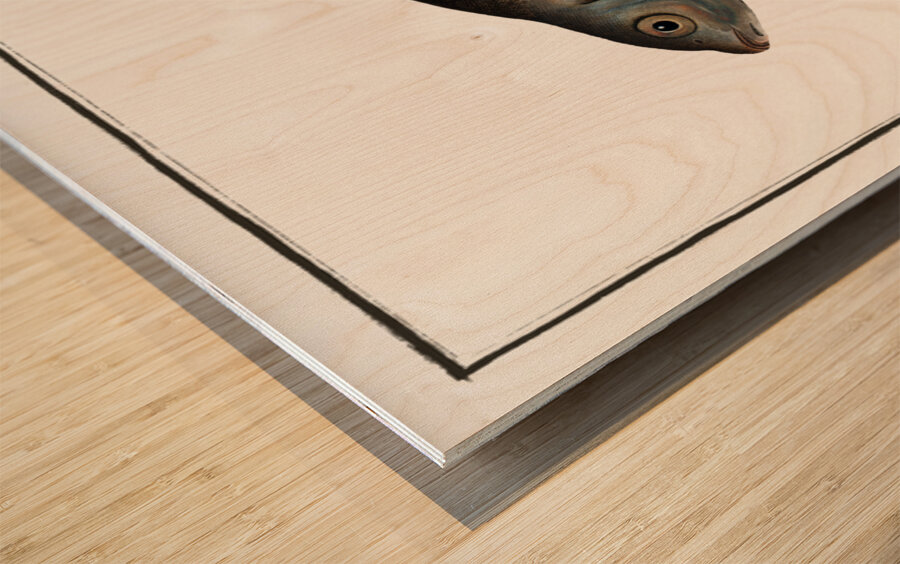 Buggenhagens-Carp Cyprinus Buggenhagii Wood print