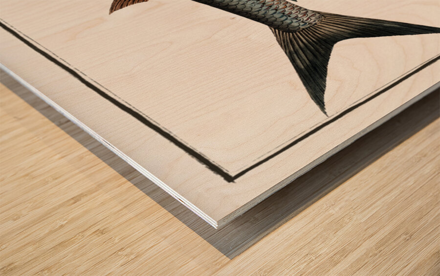 Knife-Carp Cyprinus Cultratus Wood print