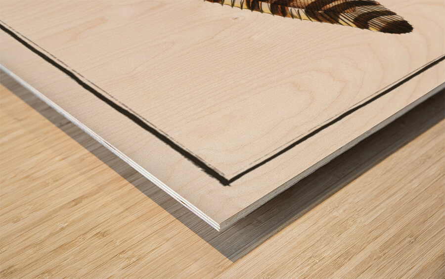 Pleuronectes Zebra Wood print