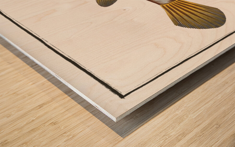 Triangular-fish Ostracion Tricornus Wood print