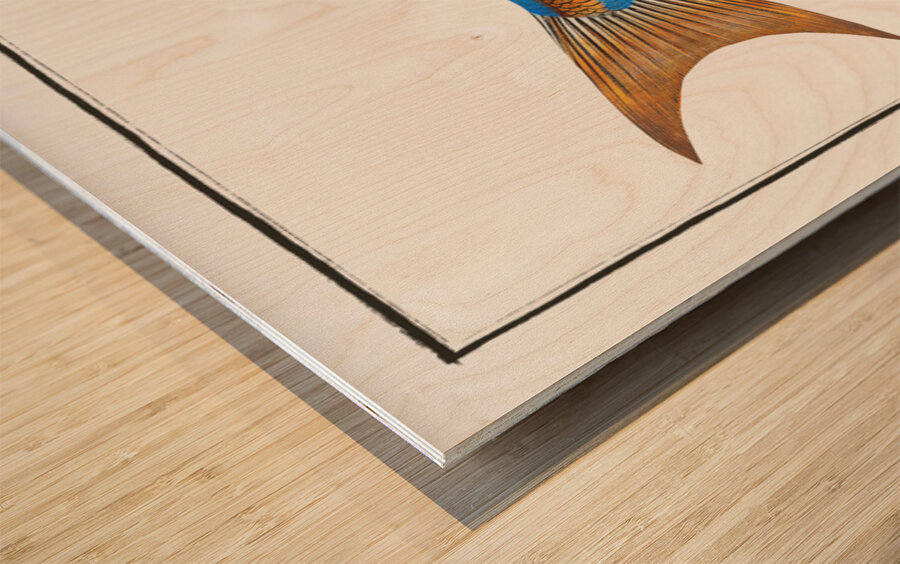 Blue-striped Gilt-head Sparus vittatus Wood print