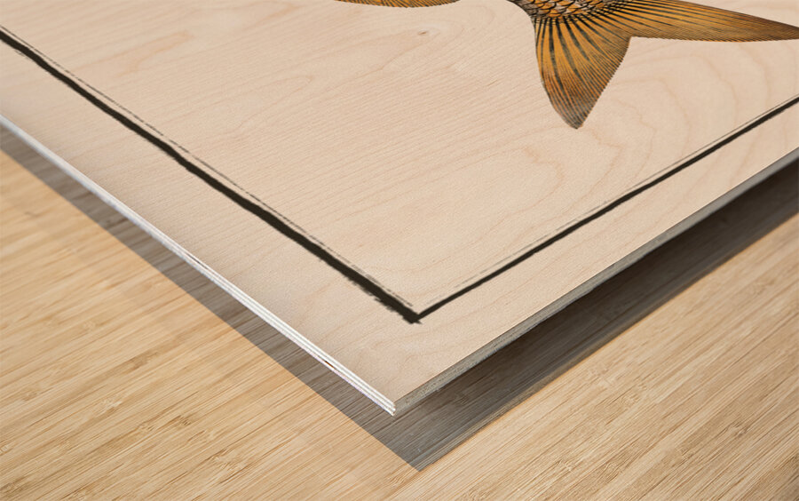 Yellow-fin Lutianus luteus Impression sur bois