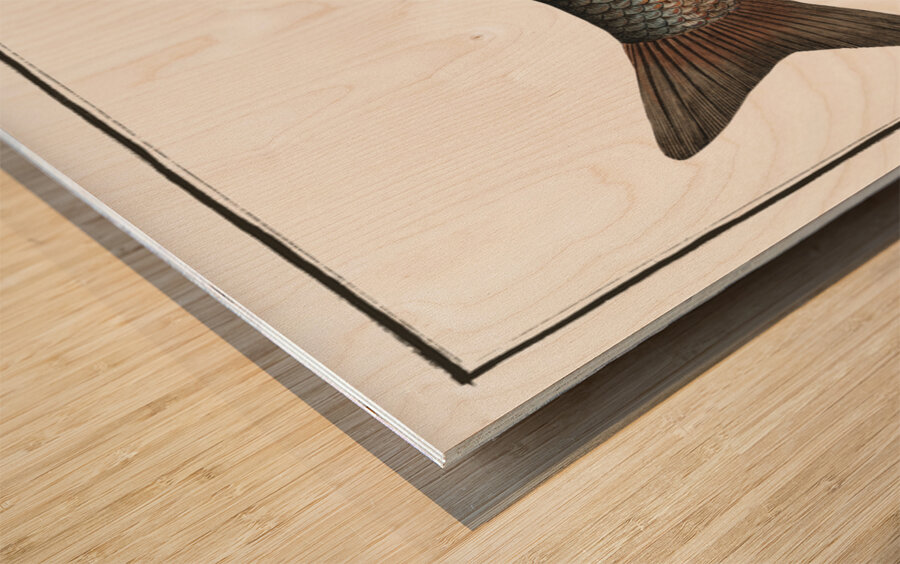 Idus-Carp Cyprinus Idus Wood print