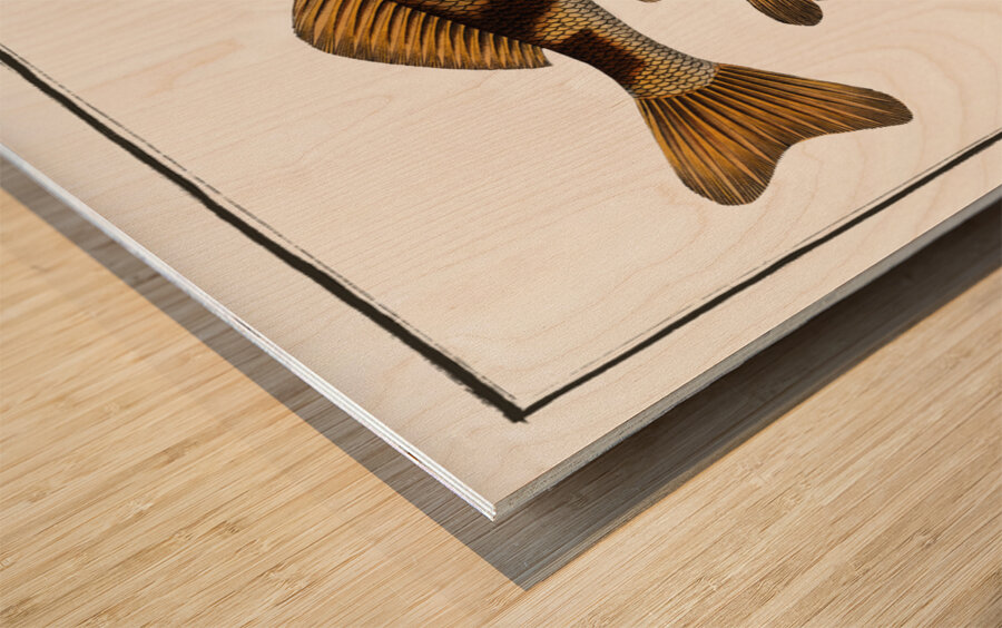 Singel Perca Zingel Wood print