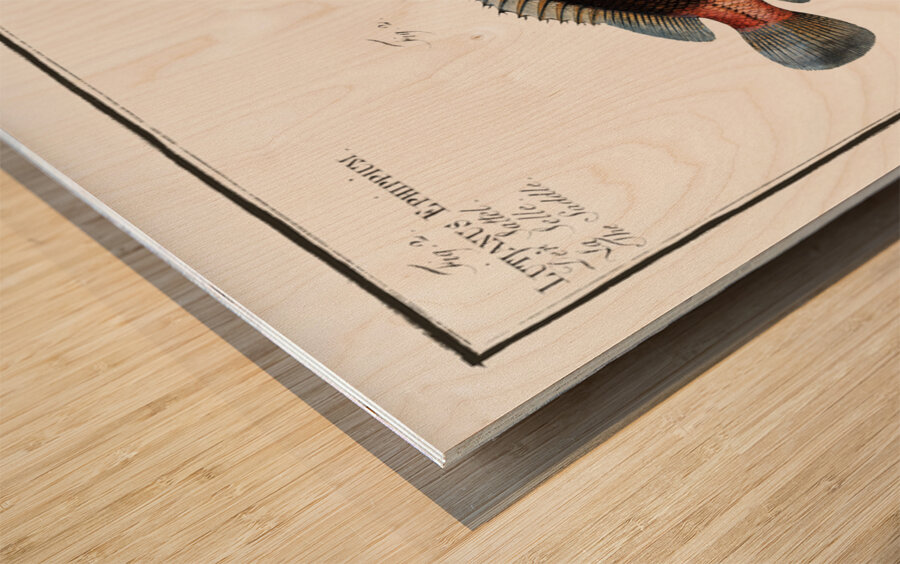 1. Goldsinny Lutjanus Rupestris 2. Saddle Lutjanus Ephippium Impression sur bois