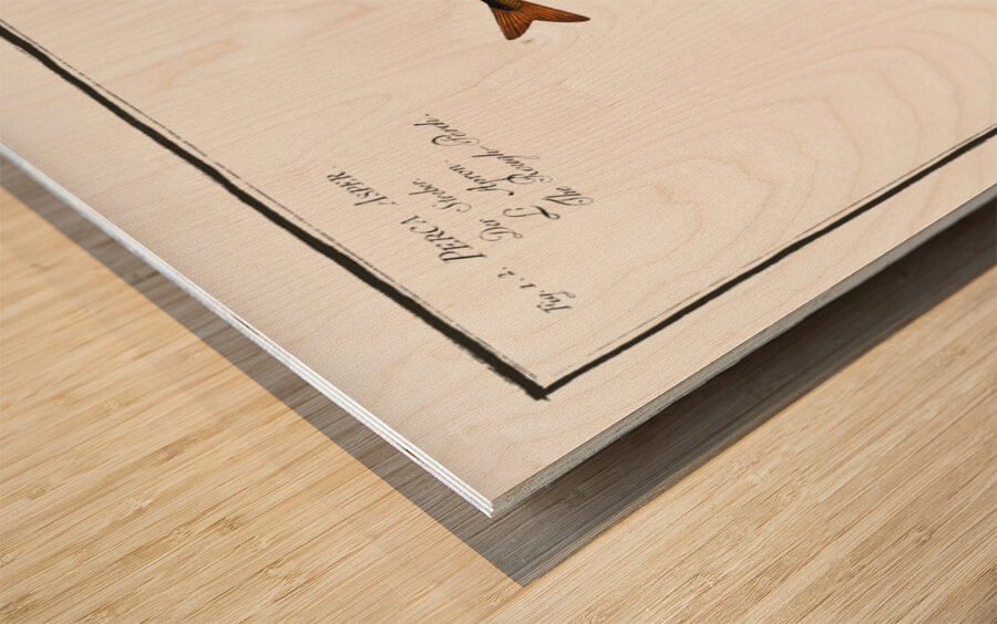 1. 2. Rough Perch Perca Asper 3. Blue Goby Gobius Jozo Wood print