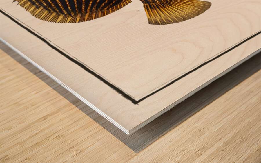 Chaetodon Imperator Wood print