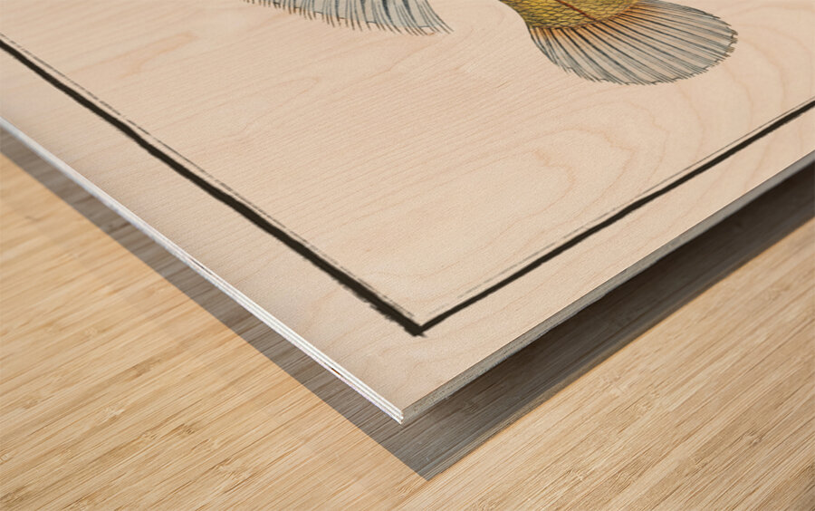 Little scaled Wrasse Labrus microlepidotus Wood print