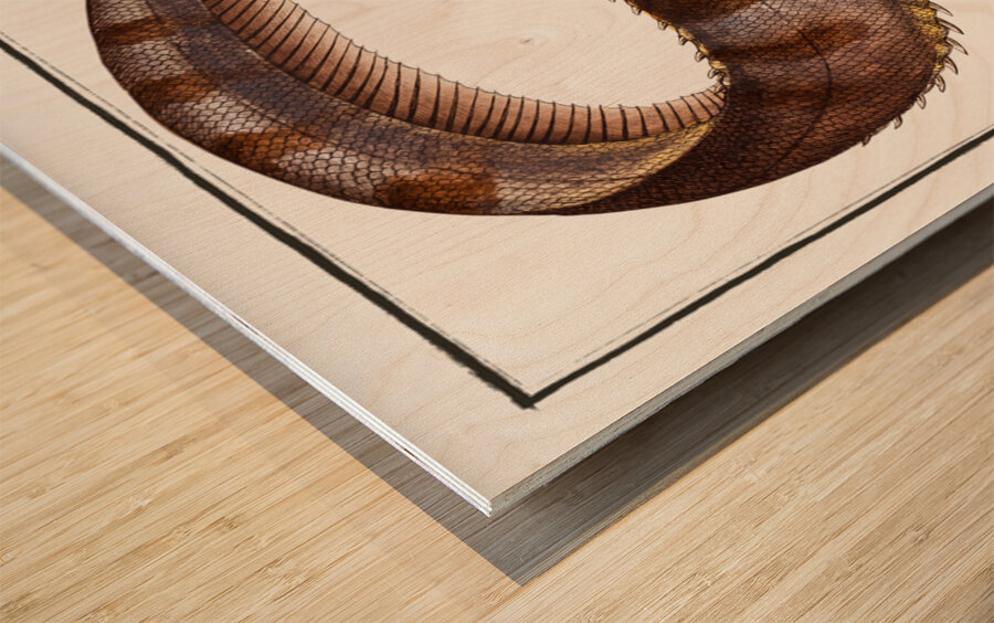 Notacanth Notacanthus Nasus Wood print