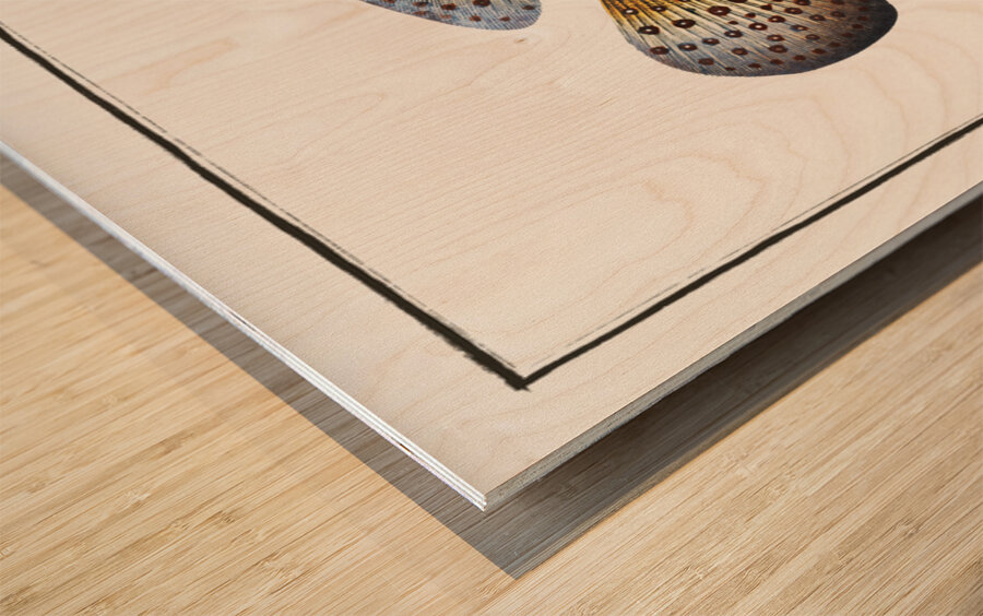 Jen-fish Bodianus guttatus Wood print