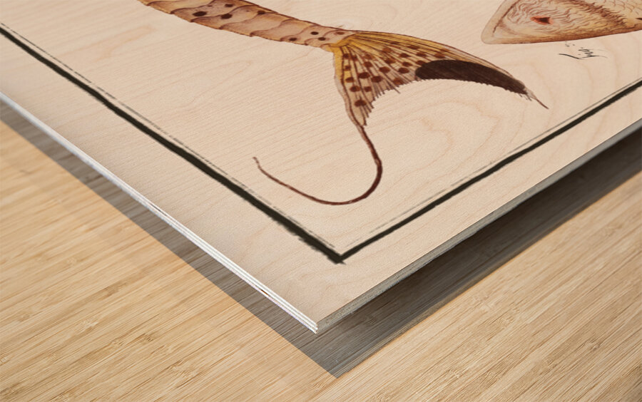 Maculated Cuirassier Loricaria maculata Wood print