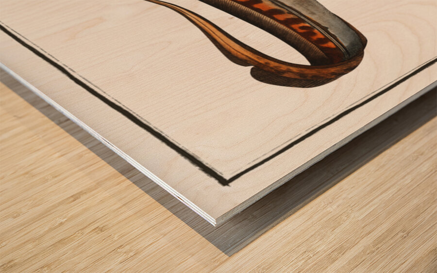 Chiméra Chimaera Monstrosa Wood print