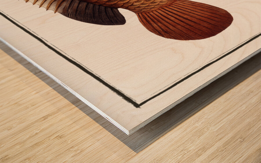 Tortoise-fish Anthias testudineus Wood print