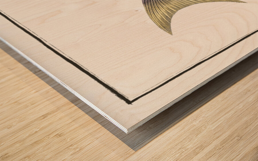 Sparus tetracanthus Wood print