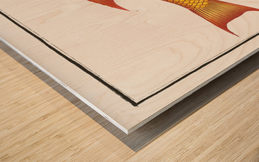 Bodian Bodianus Bodianus Wood print