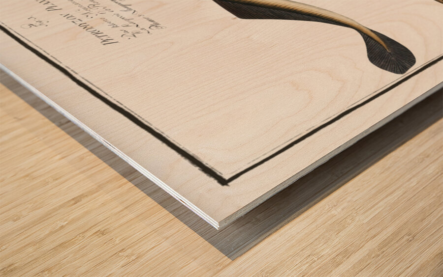 1. Lesser Samprey Petromyzon Fluviatilis 2. Pride Petromyzon Branchialis 3. Planers Samprey Petromyzon Planeri Wood print