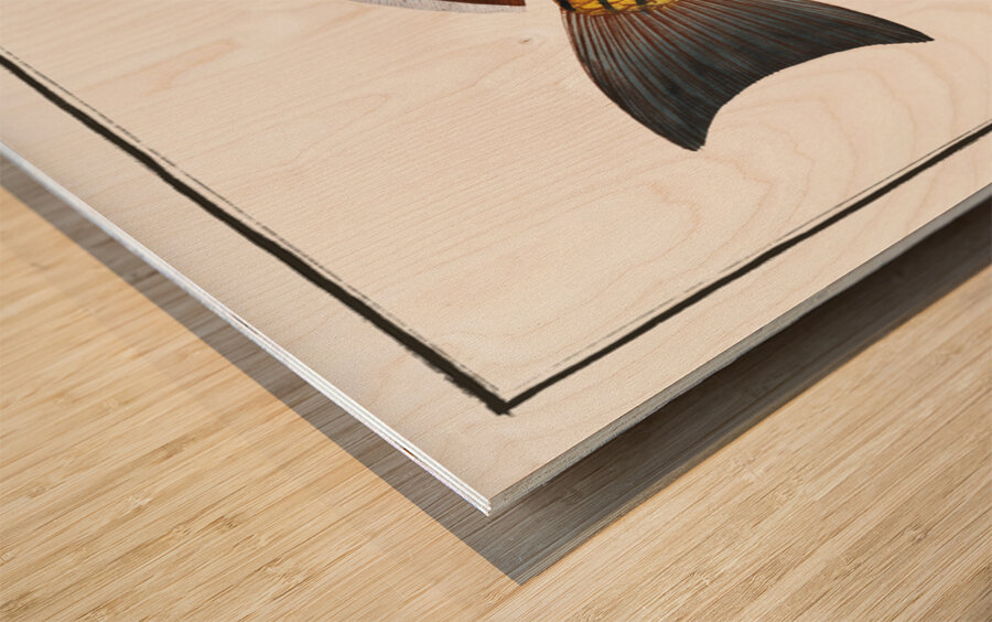 Bearded Umber Sciaena cirrosa Wood print