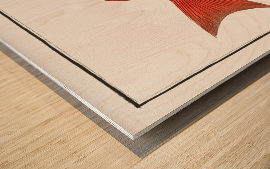 Dogs-tooth Sparus Cynodon Wood print