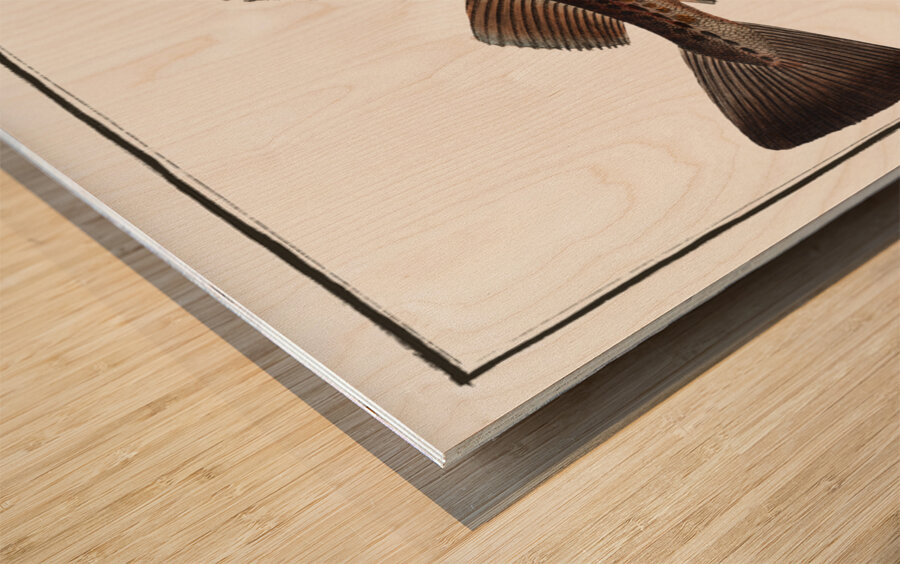 Dorsh Gadus Callarias Wood print