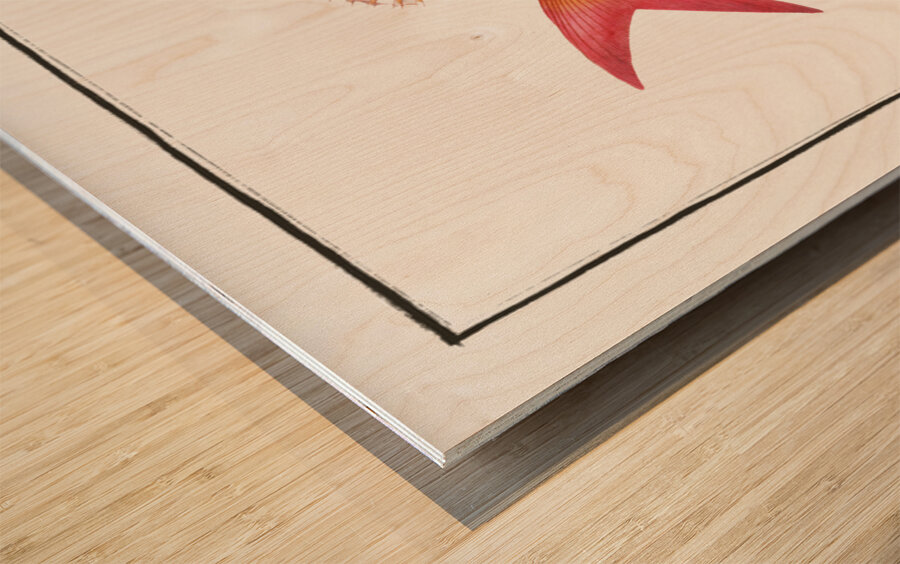 Sea-Roach Sparus Erythrinus Wood print