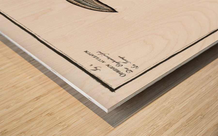 1. Ophidium Barbatum 2. Ophidium aculeatum Wood print