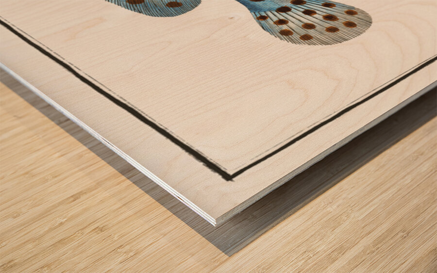 Argus Anthias Argus Wood print