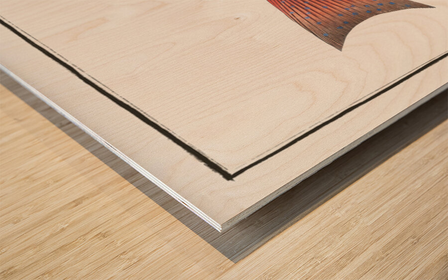 Maculated Bodian Bodianus maculatus Wood print