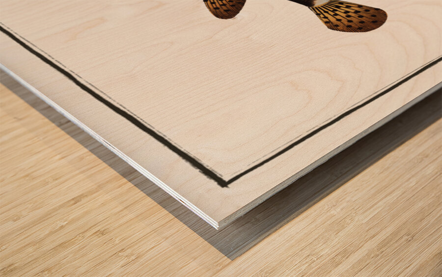 Long Diodon Diodon Atinga Wood print