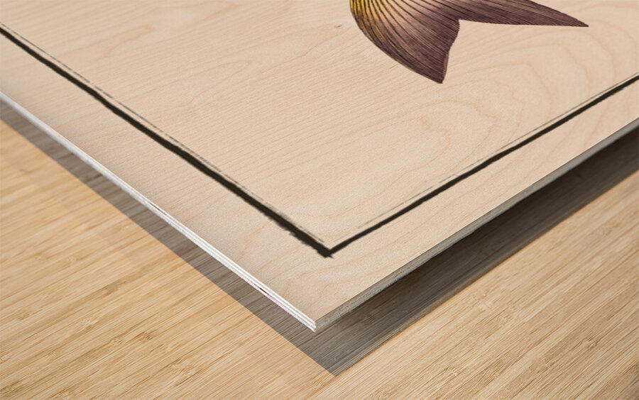 Toothless Mackrel Scomber edentulus Wood print