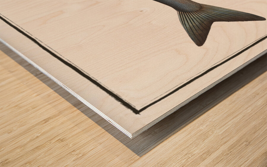 Goedens Salmon Salmo Goedenii Wood print