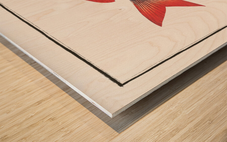 Cackerel Sparus Maena Wood print