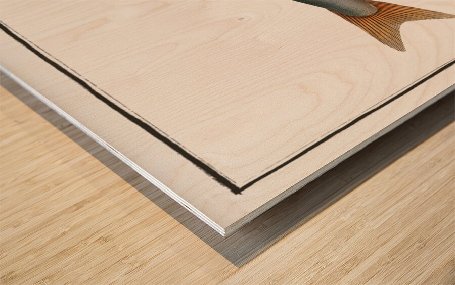 Umble Salmo Umbla Wood print