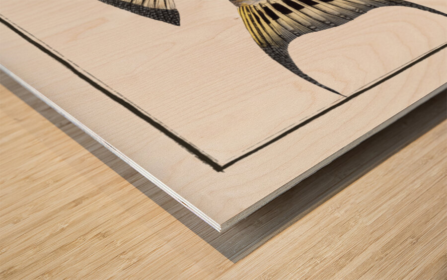 Streaked Gilt-head Sparus Fasciatus Wood print