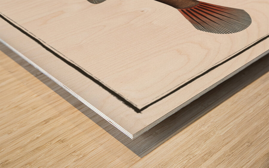 Knitted Trunk-Fish Ostracion Concatenatus Impression sur bois