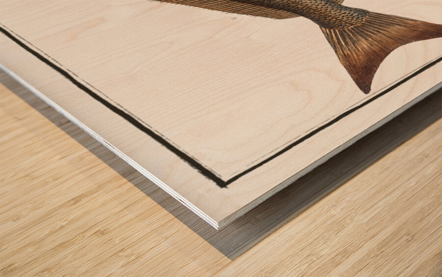 Holybut Pleuronectes Hippoglossus Wood print