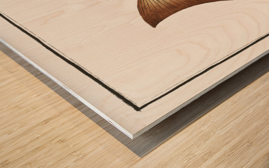 Streaked Wall-eye Epinephelus striatus Wood print