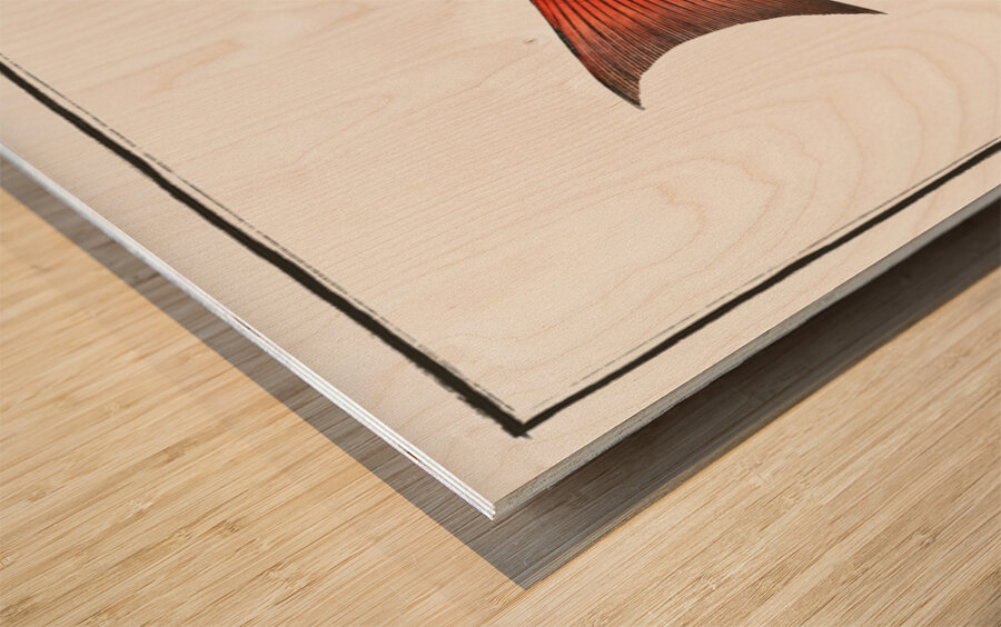 Lutian Lutianus Lutianus Wood print