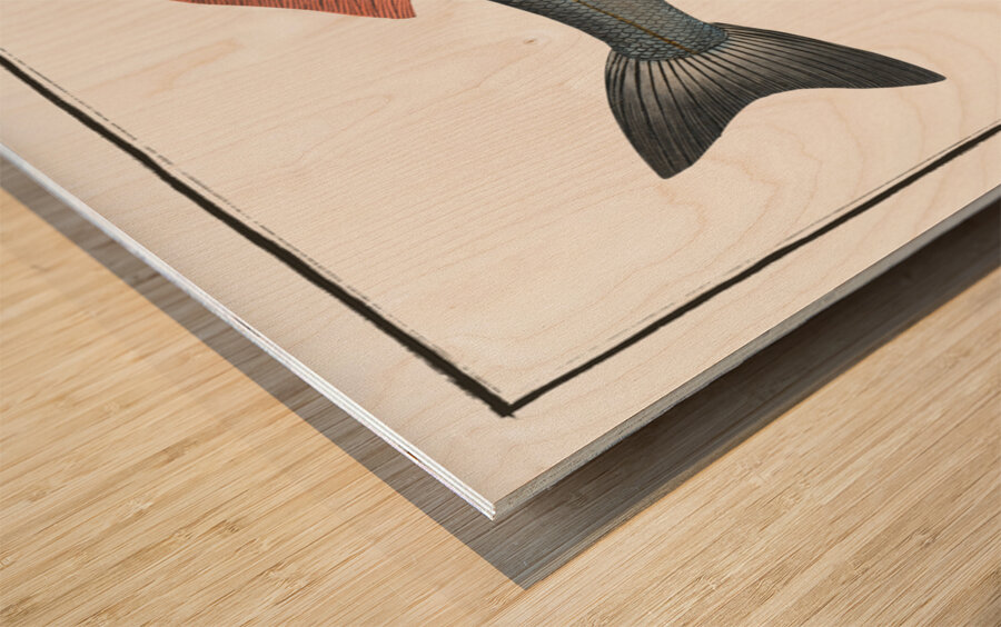 Basse Sciaena Labrax Wood print